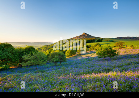 Luce della Sera oltre il bluebells a Newton legno, Roseberry Topping, grande Ayton, North Yorkshire, Yorkshire, Inghilterra Foto Stock