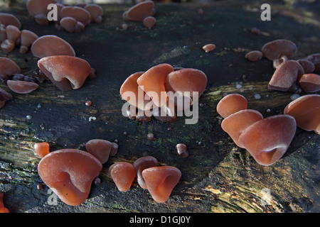 Giudeo l orecchio (Auricularia padiglione auricolare-judae) Foto Stock