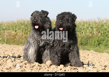 Cane Bouvier des Flandres / Fiandre bovini cane due adulti seduti in un campo Foto Stock