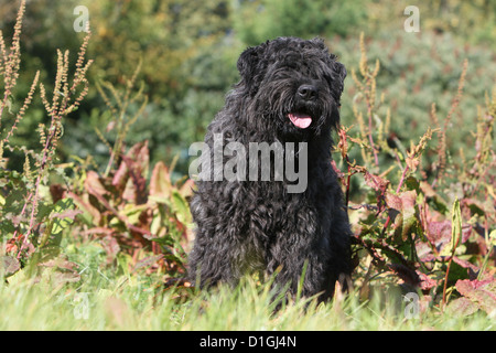 Cane Bouvier des Flandres / Fiandre bestiame adulto di cane in piedi in un prato Foto Stock