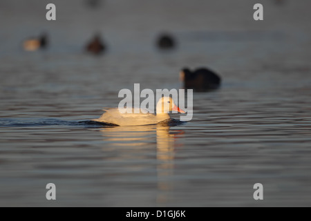 Pekin Aylesbury anatra germano reale (Anas platyrhynchos) Foto Stock