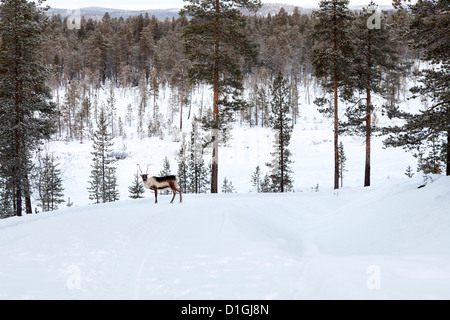 Lonely renne selvatiche in Lapponia, Finlandia Foto Stock