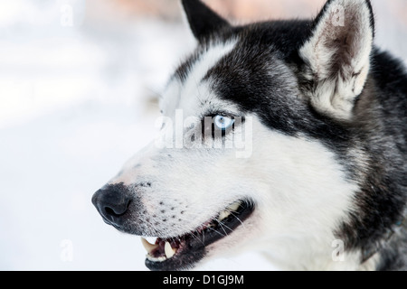 Cani husky in Lapponia Foto Stock