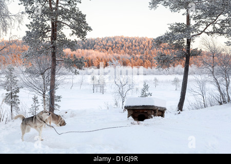 Cani husky in Lapponia Foto Stock