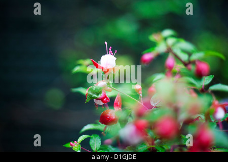 Bianco e rosa fucsia impianto esterno in un giardino Foto Stock