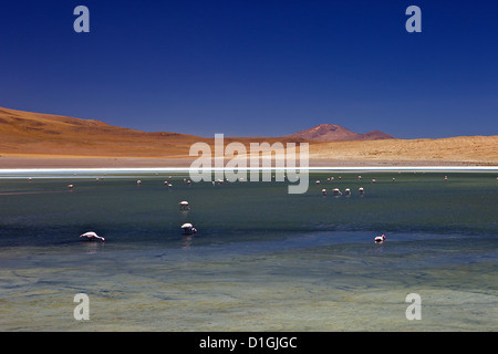 Fenicotteri rosa sulla Laguna Canapa, Lipez sud, sud-ovest Highlands, Bolivia, Sud America Foto Stock