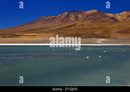 Fenicotteri rosa sulla Laguna Canapa, Lipez sud, sud-ovest Highlands, Bolivia, Sud America Foto Stock