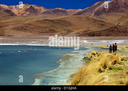 Laguna Canapa, Lipez sud, sud-ovest Highlands, Bolivia, Sud America Foto Stock