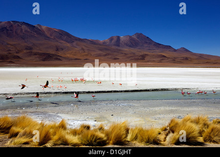 Fenicotteri rosa sulla Laguna Canapa, Southwest Highlands, Bolivia, Sud America Foto Stock