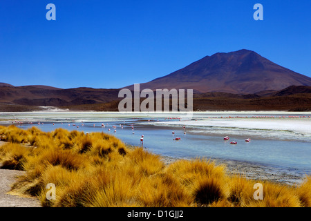 Fenicotteri rosa sulla Laguna Canapa, Lipez sud, sud-ovest Highlands, Bolivia, Sud America Foto Stock