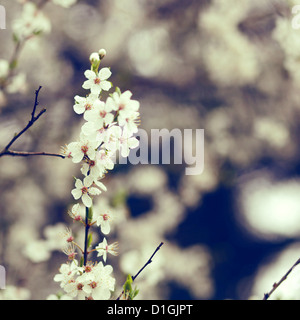 A close up of white cherry blossom in bloom in the spring Foto Stock