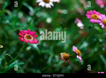 Close up di un fiore rosa bush con gocce di pioggia sulla petali Foto Stock