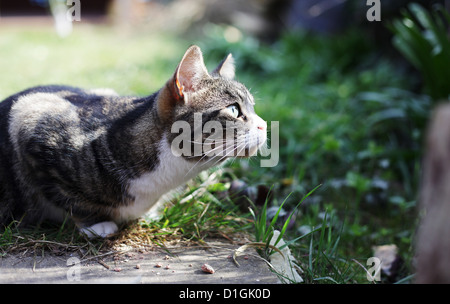 Piccola tabby cat in un giardino cercando nel sole. Foto Stock