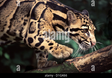 Un leopardo nuvola stalking Foto Stock