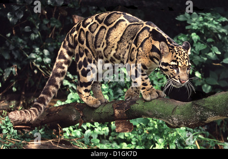 Un leopardo nuvola stalking Foto Stock