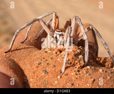 Qualcuno brave tenendo un Dancing White Lady Spider Foto Stock