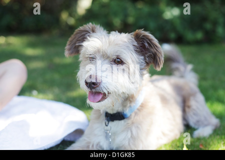 Piccolo, grazioso grigio cane soffice esterno in un giardino. Foto Stock