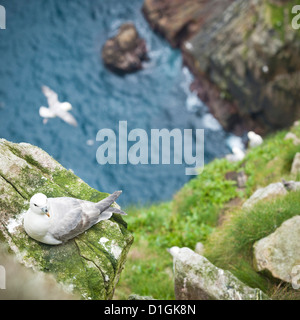 Wild fulmar settentrionale (Fulmarus glacialis), Villaggio Baia, Hirta Island, St. Kilda, isole Ebridi Esterne, Scozia Foto Stock