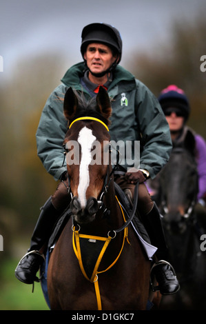 Una stringa di cavalli a Paul Nicholls scuderie Ditcheat, Somerset - tra cui il campione Kauto Star (nella foto) portando il modo Foto Stock