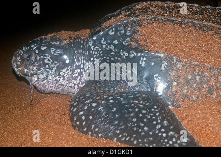 Femmina Tartaruga Liuto (Dermochelys coriacea) in corrispondenza del suo sito di nido, mostrando il muco secreto dall'occhio, Shell Beach, Guyana Foto Stock