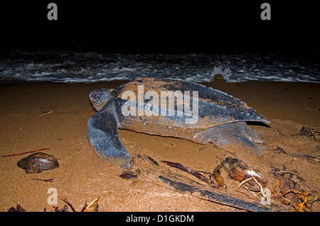 Tartaruga Liuto (Dermochelys coriacea) ritornando al mare dopo aver deposto una frizione di uova, Shell Beach, Guyana, Sud America Foto Stock