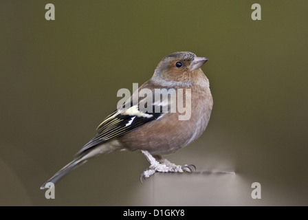 (Fringuello Fringilla coelebs) in un parco boschivo, Regno Unito, Europa Foto Stock