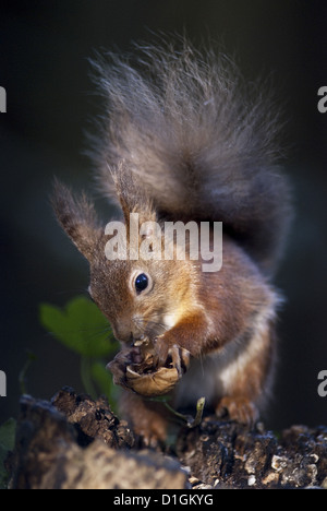 Red scoiattolo (Sciurus vulgaris) mangiare i dadi in un bosco, Regno Unito, Europa Foto Stock