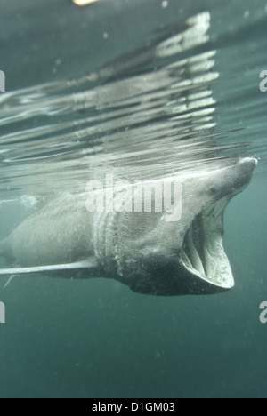 Lo squalo elefante (Cetorhinus maximus) alimentazione di plancton, Ebridi, Scotland, Regno Unito, Europa Foto Stock