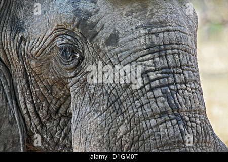 Close-up di un elefante la testa e pelle rugosa Foto Stock