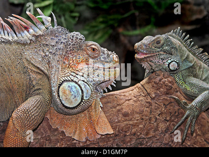 Due iguane verdi ammirando ogni altro Foto Stock