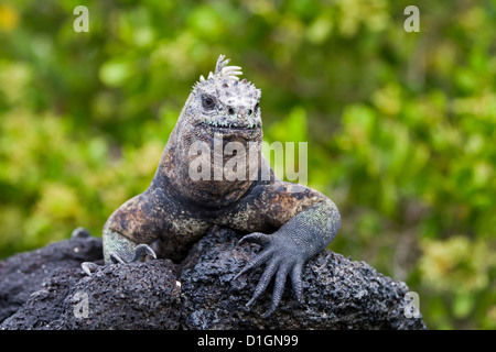 Galapagos iguane marine (Amblyrhynchus cristatus), Fernandina Island, Isole Galapagos, UNESCO sito Heritge, Ecuador Foto Stock