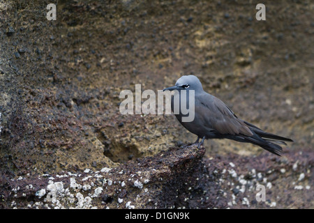 Noddy marrone (Anous stolidus), Isabela Island, Isole Galapagos, UNESCO sito Heritge, Ecuador, Sud America Foto Stock