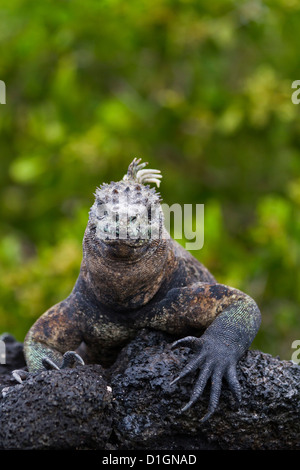 Galapagos iguane marine (Amblyrhynchus cristatus), Fernandina Island, Isole Galapagos, UNESCO sito Heritge, Ecuador Foto Stock