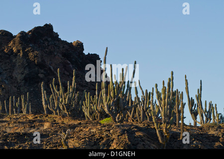 Candelabri cactus, Sombrero Chino Isola, Galapagos Isola Arcipelago, Sito Patrimonio Mondiale dell'UNESCO, Ecuador, Sud America Foto Stock