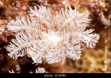 Fiore di corallo morbido (Clavularia sp.), a Sulawesi, Indonesia, Asia sud-orientale, Asia Foto Stock