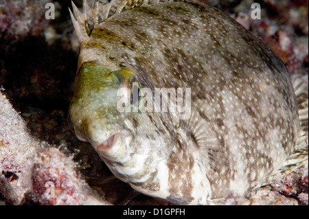 White spotted rabbitfish (Siganus canaliculatus) nella sua fase di marcatura, Sulawesi, Indonesia Foto Stock