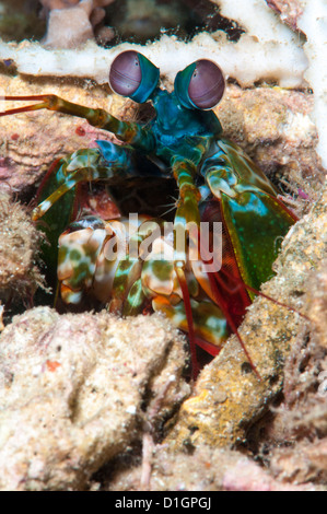 Canocchia (Odontodactylus scyllarus), a Sulawesi, Indonesia, Asia sud-orientale, Asia Foto Stock