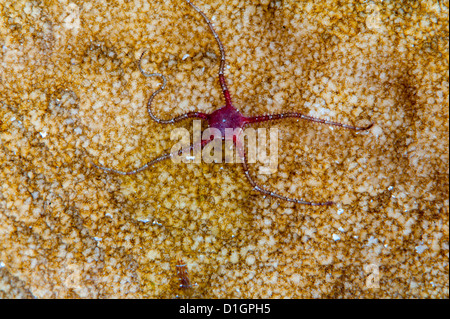 Stella fragile pesce (Ophiothrix sp.), a Sulawesi, Indonesia, Asia sud-orientale, Asia Foto Stock