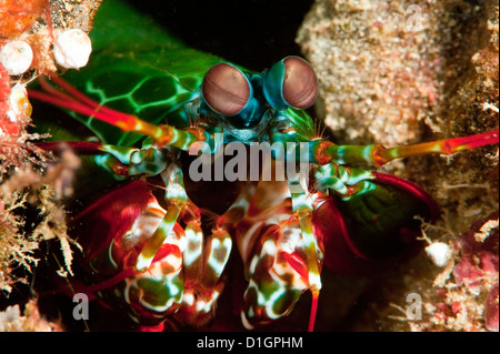 Canocchia (Odontodactylus scyllarus), a Sulawesi, Indonesia, Asia sud-orientale, Asia Foto Stock