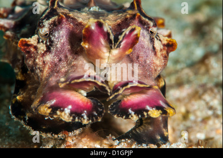 Flamboyant seppie (Metasepia pfefferi), a Sulawesi, Indonesia, Asia sud-orientale, Asia Foto Stock