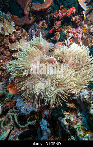 Rosa (anemonefish Amphiprion perideraion), a Sulawesi, Indonesia, Asia sud-orientale, Asia Foto Stock