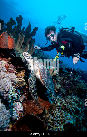 Subacqueo e la tartaruga verde (Chelonia Mydas), a Sulawesi, Indonesia, Asia sud-orientale, Asia Foto Stock