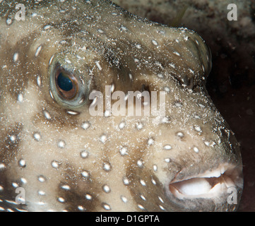 White spotted Puffer fish (Arothron hispidus), a Sulawesi, Indonesia, Asia sud-orientale, Asia Foto Stock