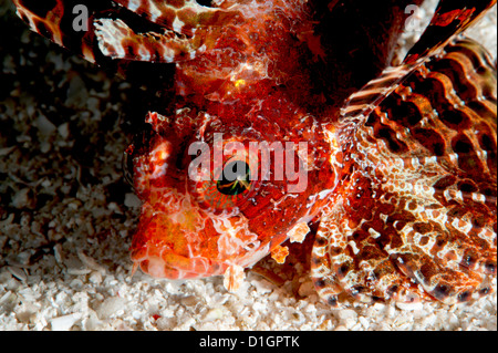 Leone Illex (Dendrochirus brachypterus), a Sulawesi, Indonesia, Asia sud-orientale, Asia Foto Stock