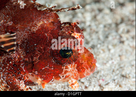 Leone Illex (Dendrochirus brachypterus), a Sulawesi, Indonesia, Asia sud-orientale, Asia Foto Stock