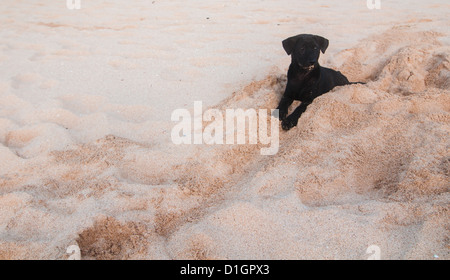 Nero piccolo cucciolo scavare buche su una spiaggia Foto Stock