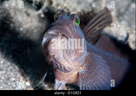 Magnifica gamberetto ghiozzo (Flabelligobius sp.), a Sulawesi, Indonesia, Asia sud-orientale, Asia Foto Stock