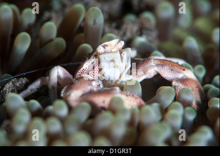 Il granchio di porcellana (Neopetrolisthes maculata), a Sulawesi, Indonesia, Asia sud-orientale, Asia Foto Stock