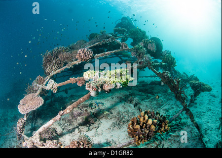 Coral incrostati di biosfera in riserva marina di Gangga Island, isola di Sulawesi, Indonesia, Asia sud-orientale, Asia Foto Stock