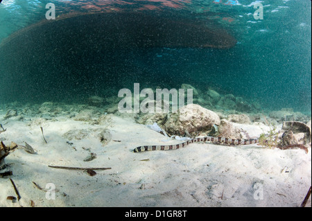 Nastrare snake anguilla (Myrichthys colubrinus), a Sulawesi, Indonesia, Asia sud-orientale, Asia Foto Stock